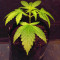 Black Ghost OG