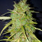 Semi femminizzati Blue Kush 99 Auto