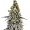 Blueberry Bud strain