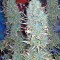 Critical Skunk Regular (Mr. Nice Seedbank)