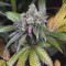 Dinamed CBD feminized seeds