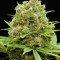 Graines de cannabis Dinamed CBD Plus (Dinafem Seeds)