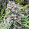 Graines de cannabis Fruity Pebbles (Tropical Nuggets) (Blackskull Seeds)