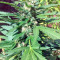 Green Crack (Humboldt Seeds Organization)