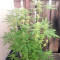 Graines de cannabis Guawi (Ace Seeds)