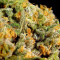 Mind Can'trol (Dr. Krippling Seeds)