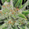 Northern Lights Seeds (Seedstockers)