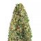 Passion Fruit Punch feminized seeds
