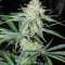 Pennywise regular (TGA Subcool Seeds / SubCool’s The Dank)