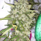 Super Auto Lemon Haze (Original Sensible Seeds)