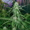 Sweet Cheese XL Auto (Sweet Seeds)