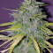 Ultra Lemon Haze Auto (Auto Seeds)
