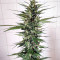 Graines de cannabis Unknown Kush (Delicious Seeds)