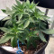 Semi di White Widow Auto femminizzati (Kera Seeds)