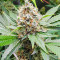 Sementes de Blackberry Moonrocks Feminizadas (AlphaFem Seeds)