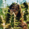 Bruce Banner #3 Feminized Seeds (Herbies Seeds)