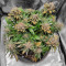 Bubblegum (Herbies Seeds)