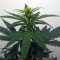 Candy Kush Auto feminized seeds