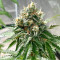 Chempie Seeds