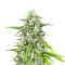 Colombian Gold (Herbies Seeds)