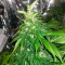Semi femminizzati Fast & Vast Auto