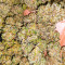 GG #4 Original Glue Fast Version เมล็ดพันธุ์สตรี (EGS)