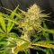 Graines féminisées de Gorilla Girl XL Auto (Sweet Seeds)