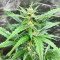 Lemon Haze Auto (Expert Seeds) feminized seeds