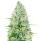 Moby Dick strain seeds