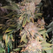 LSD Seeds - Cannabis Strain Seeds for Sale