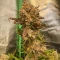 Tangie'matic Seeds