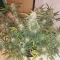 West Coast O.G. Seeds