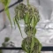 West Coast O.G. Seeds