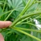 Eleven Roses Seeds (Delicious Seeds) - Cannabis Strain Seeds for Sale