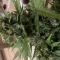 Semi di cannabis fem Gelato Auto in vendita