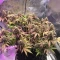 Caramelo Early Version Seeds (Delicious Seeds) - Cannabis Strain Seeds for Sale
