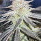 Mimosa EVO Seeds (Barney’s Farm) - Cannabis Strain Seeds for Sale