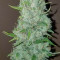 Original Auto Sour Diesel fem: sementes para venda, informações de cepas e avaliações de clientes