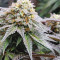 Vente de graines de cannabis Meringue (Dutch Passion)
