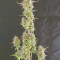 Runtz XL Auto feminized seeds for sale: information and reviews