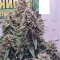 Acquista Auto Skywalker Haze ⚔️ semi femminizzati di Dutch Passion