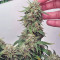 Acquista Auto Skywalker Haze ⚔️ semi femminizzati di Dutch Passion