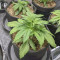 Acquista semi femminizzati Wedding Cheesecake Auto di Fast Buds