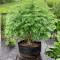 Buy Pineapple Chunk feminized seeds by Barney's Farm