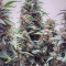 West Coast O.G. Seeds