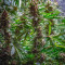 Purple Punch Cookies จาก Original Sensible Seeds