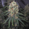 Pure Kush Seeds (Original Sensible Seeds) - Cannabis Strain Seeds for Sale