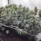 Holy Grail Kush fem cannabis seeds for sale