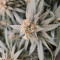 Comprar Grandaddy Purple (GDP) no Brasil