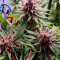 Bubba Kush (Feminized) seeds for sale